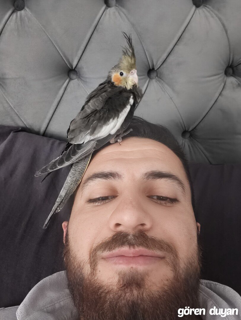 Kayıp sultan papağanı(ödüllüdür)