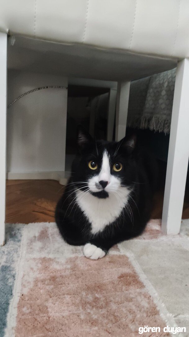 Kayıp Kedi (28.08.2026)