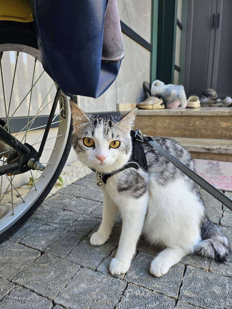 kayıp kedi,kocaeli - Bayramoğlu