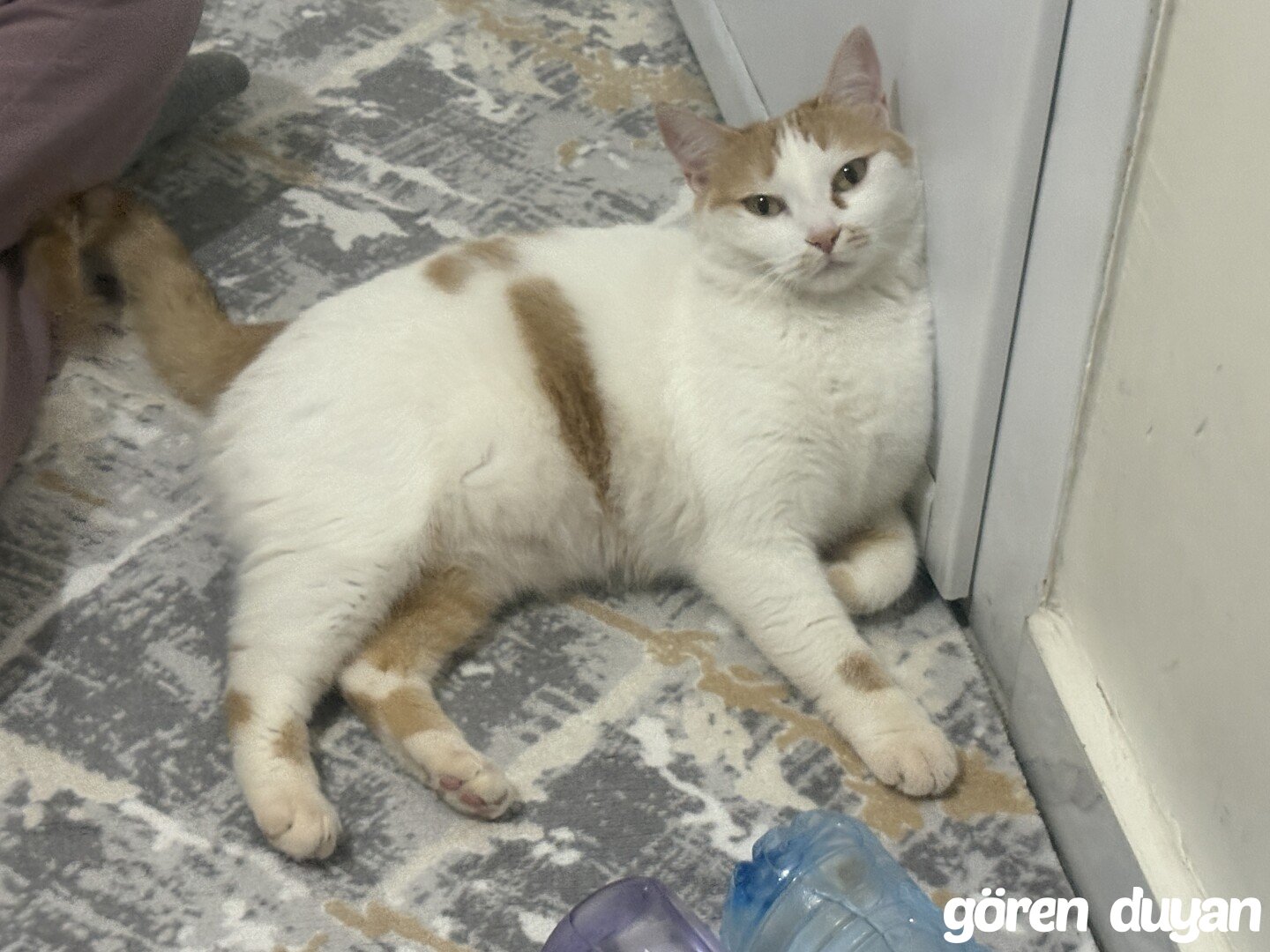 Kayıp Kedi (23.08.2026)