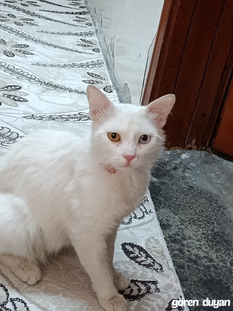 Sahibi Aranıyor: Kedi (22.03.1983)
