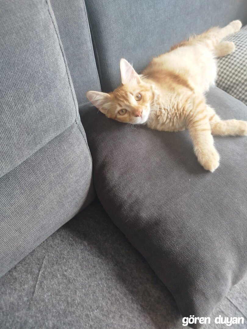 Kayıp kedi Çekmeköy Taşdelen