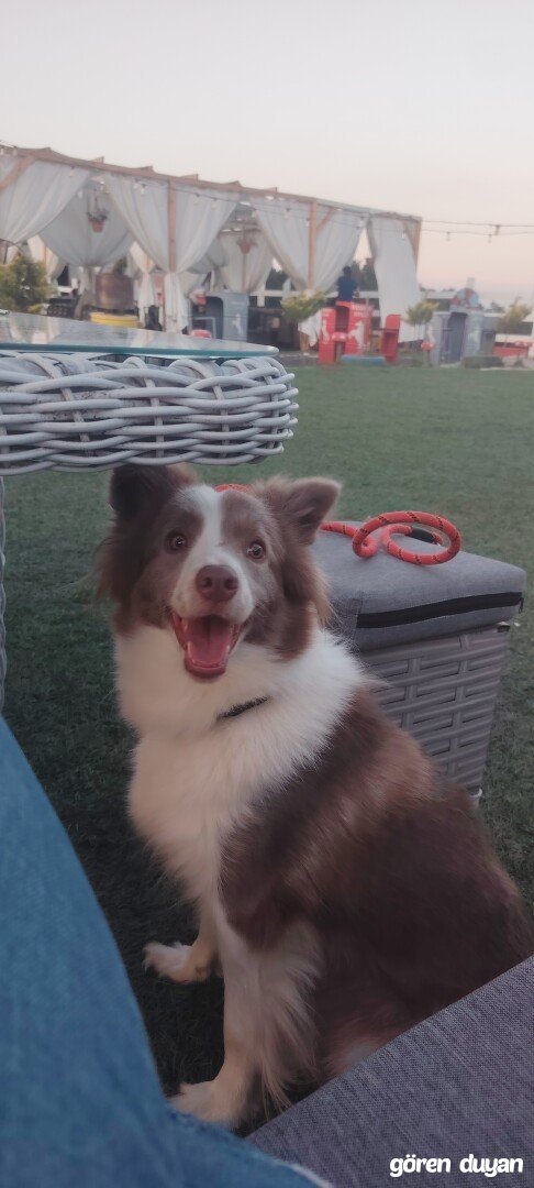 Kayıp köpek sultangazi