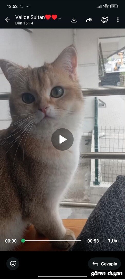 Kayıp Kedi (14.08.2026)