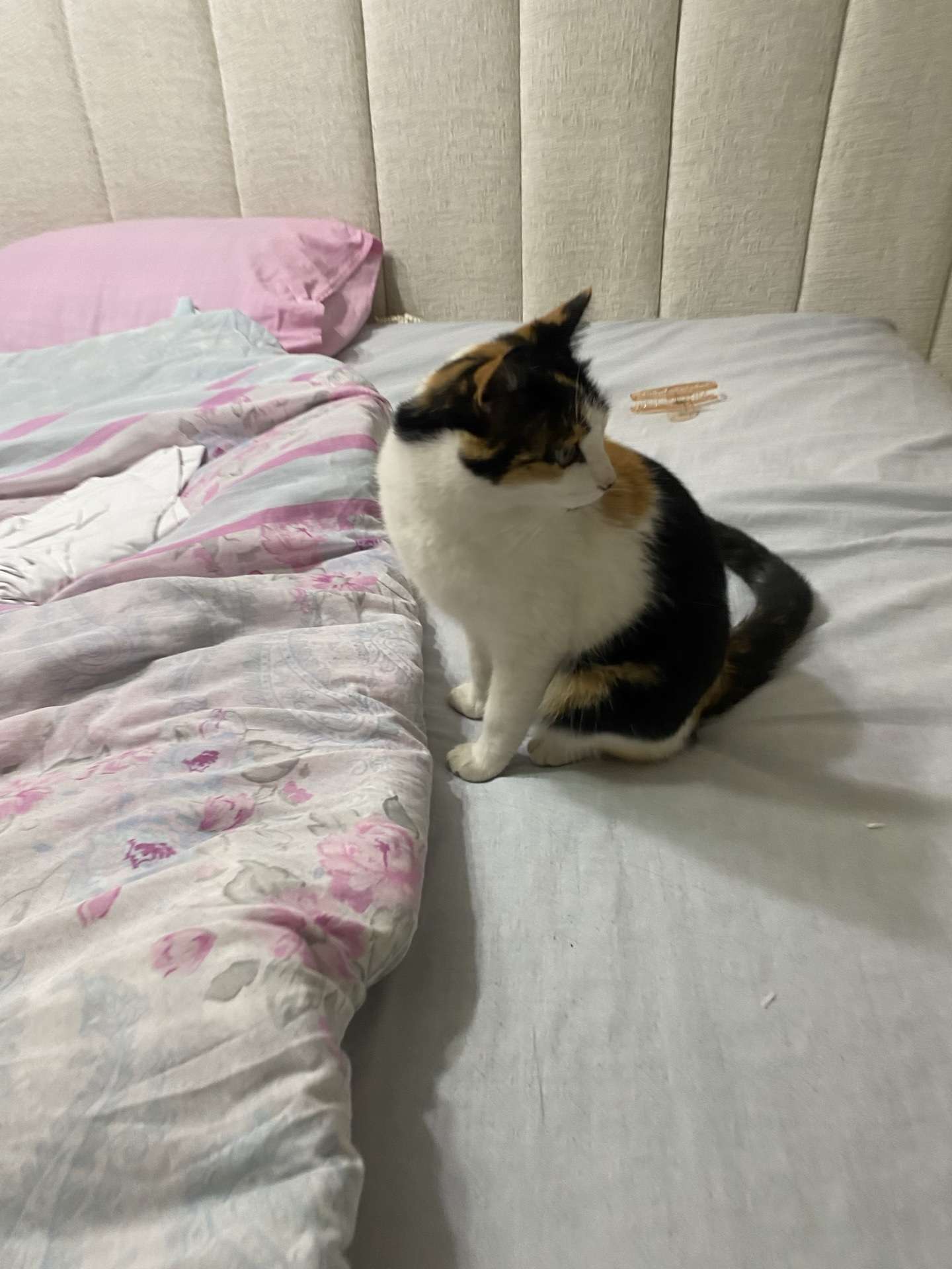 erzurum palandoken kedi