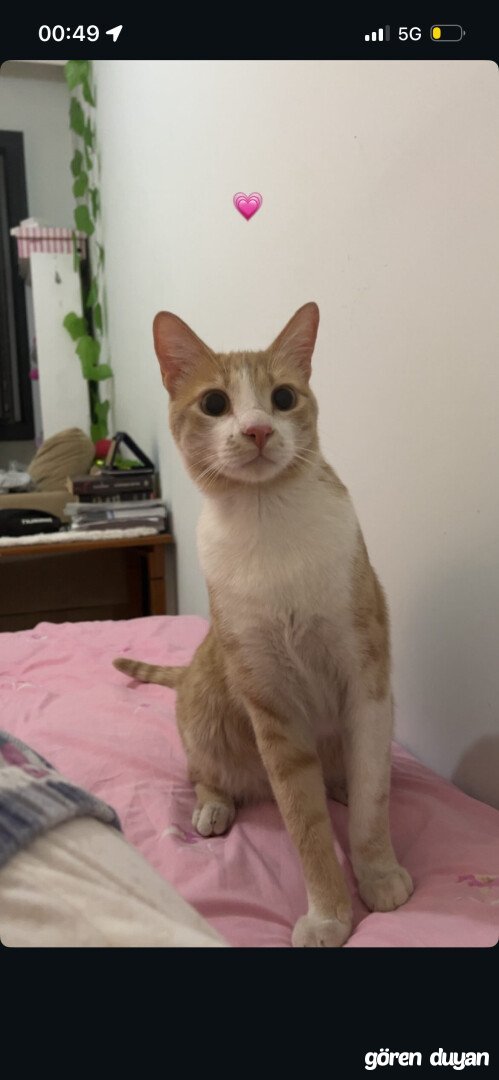 Kedim kidi 28 ağustostan beri kayıp