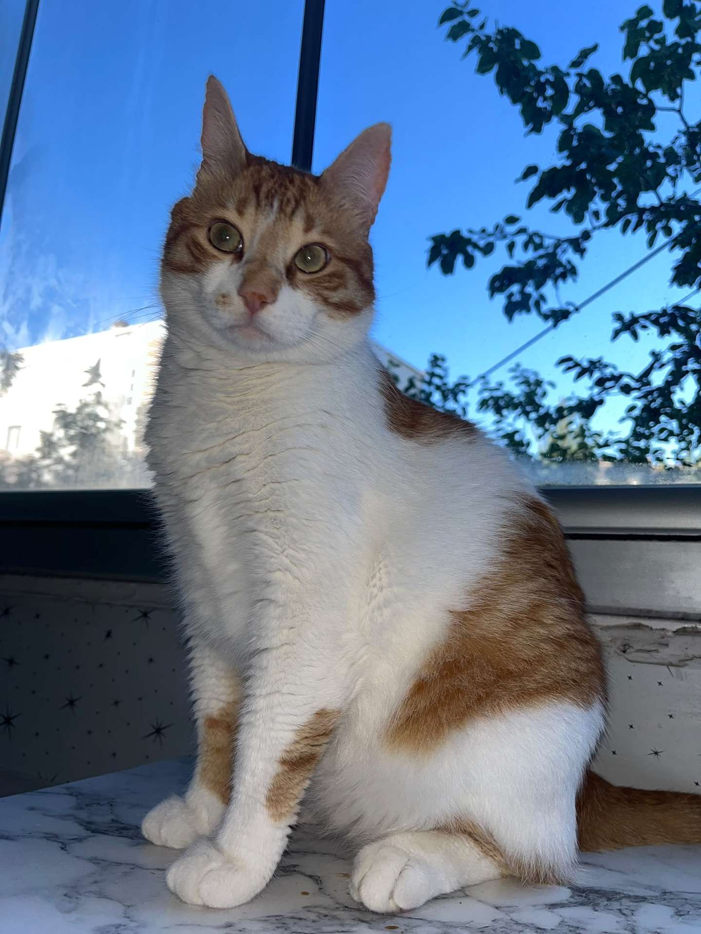 kayıp Kedi