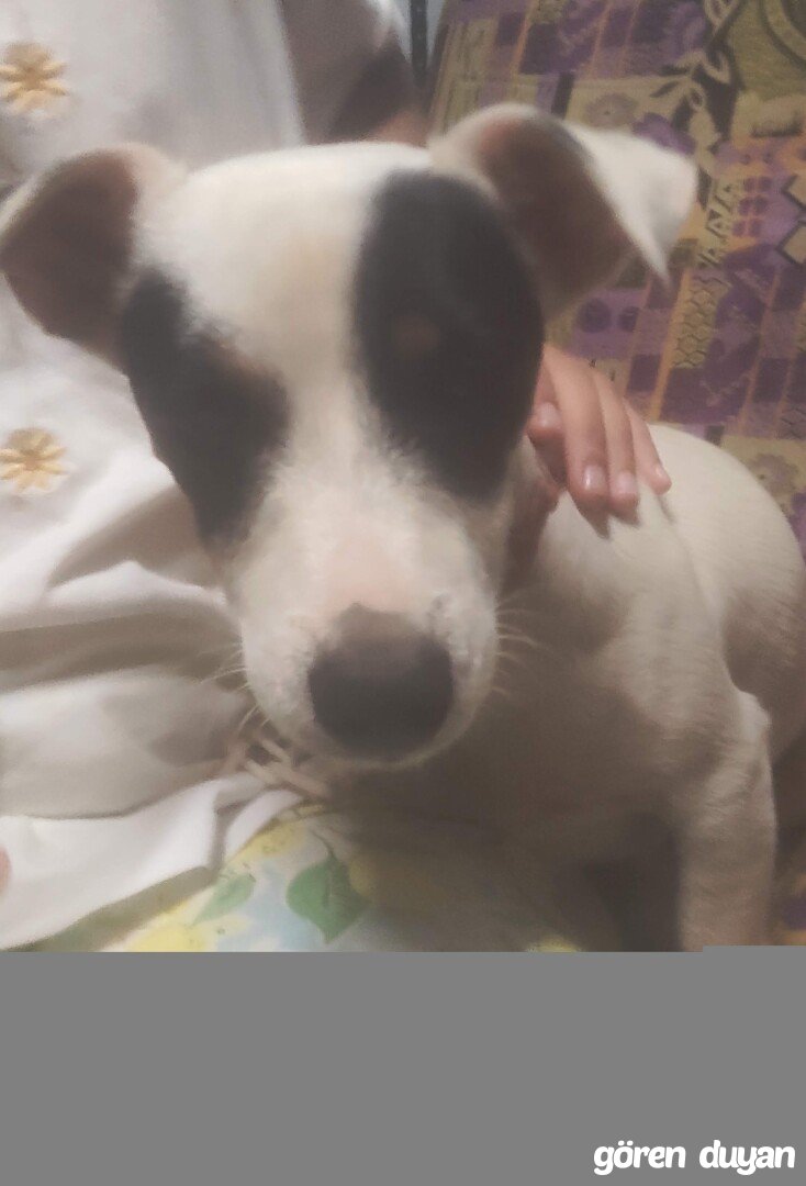 Kayıp köpek İzmir/Ayrancılar