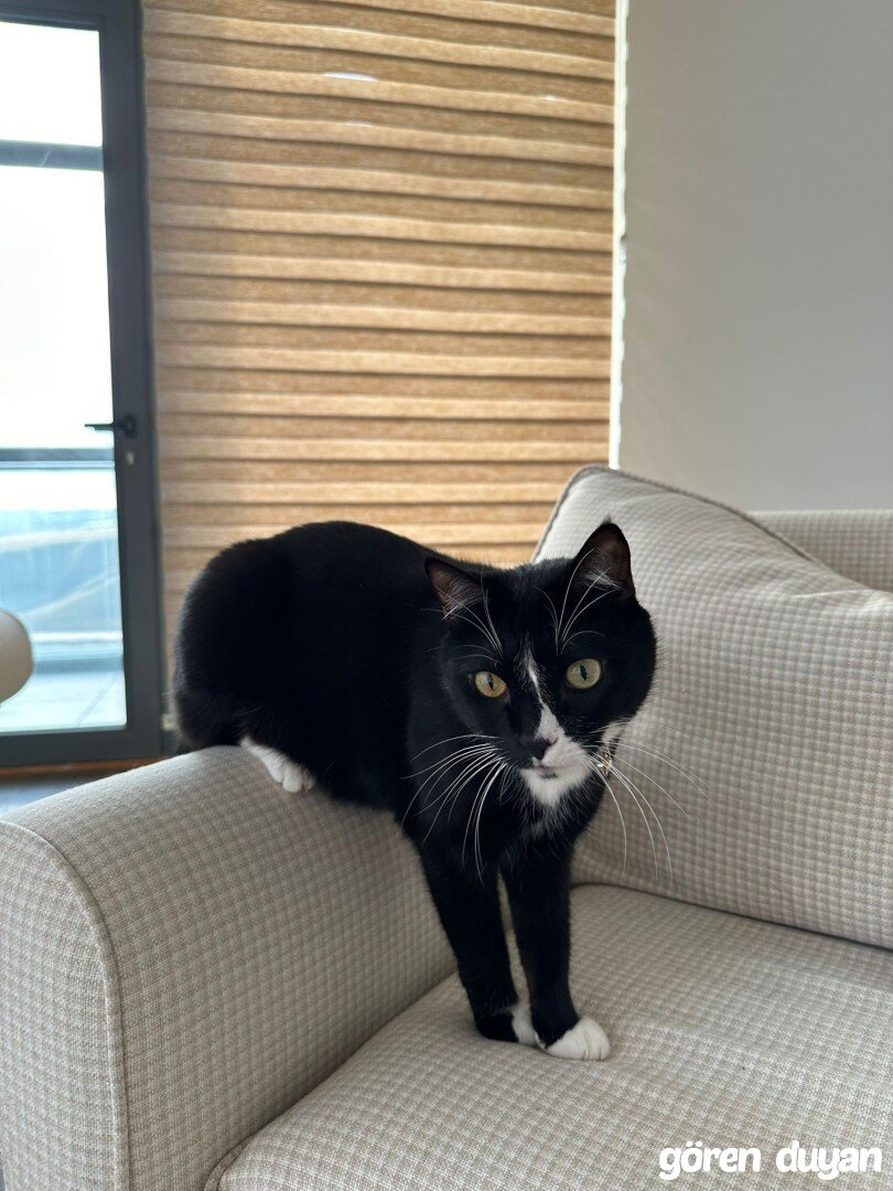 Kayıp Kedi - Taşpınar İncek