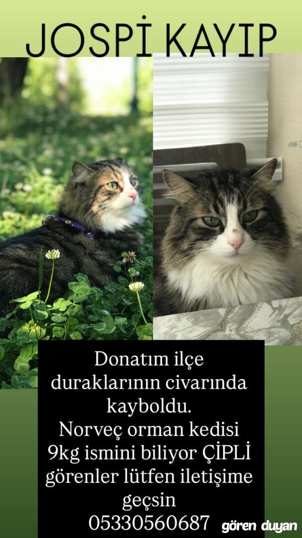 Kayıp kedi