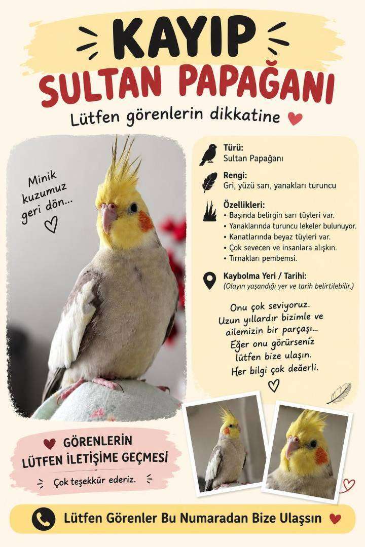 kayıp sultan papağanım Zeytinburnu nuripaşa Mahallesi 12 sokak