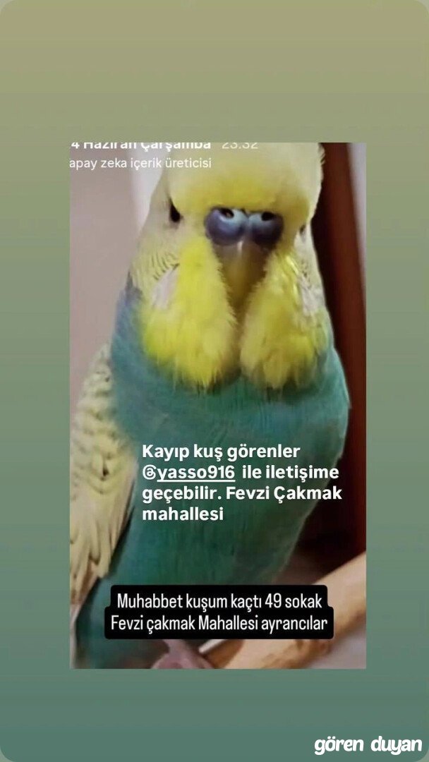 Muhabbet kuşu paşa