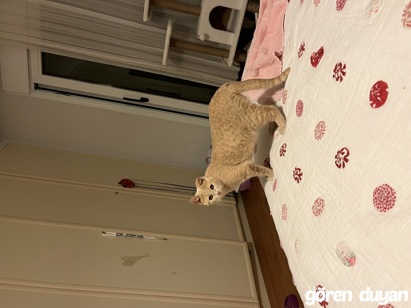 İzmir kayıp kedi