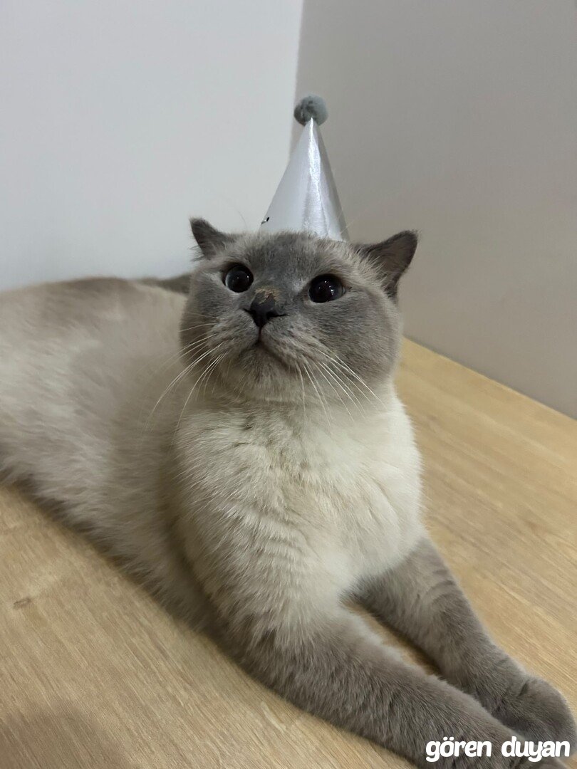 Kayıp Kedi (1.09.2026)