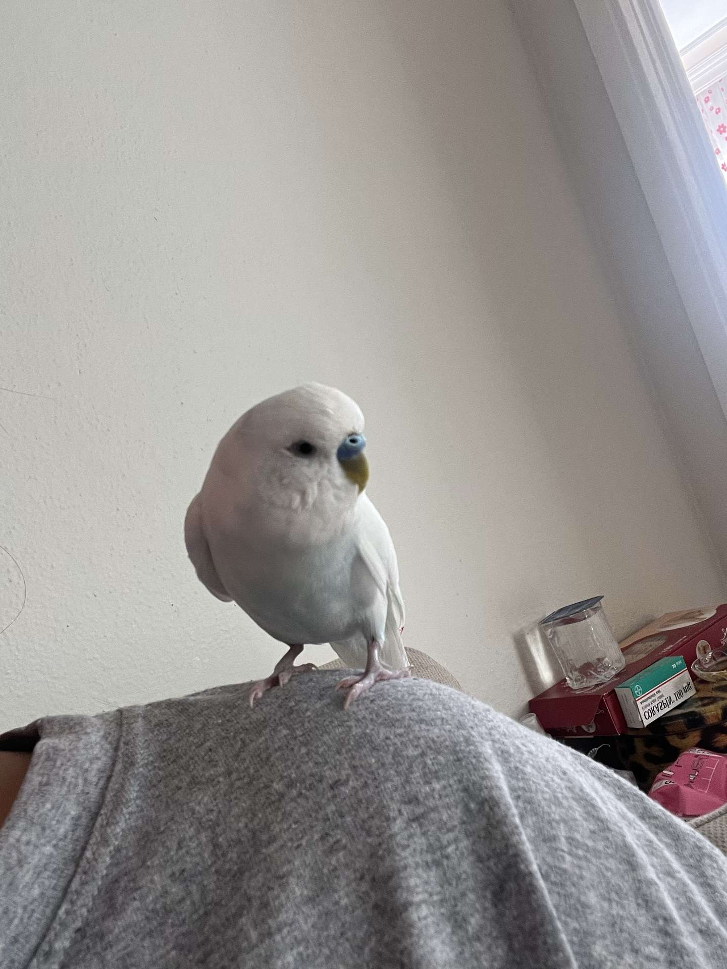 Kayıp