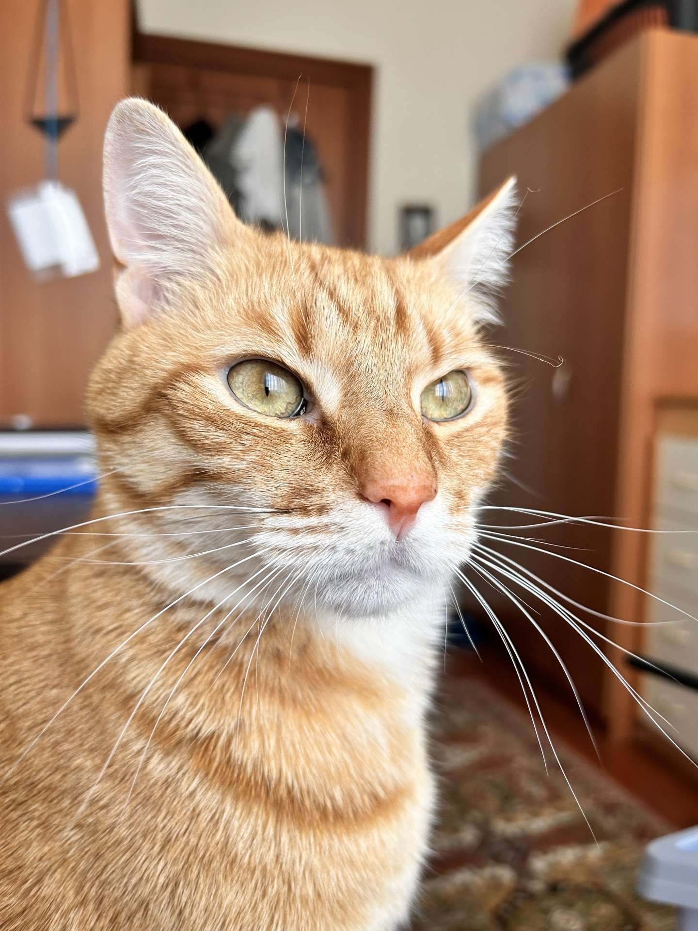 ACİL KAYIP KEDİ! / ALTINOLUK ESERKENT SİTESİ