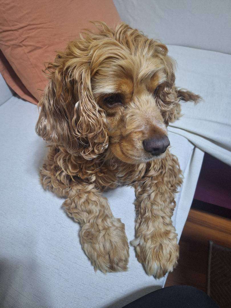 Kayıp Köpek Cocker Leon