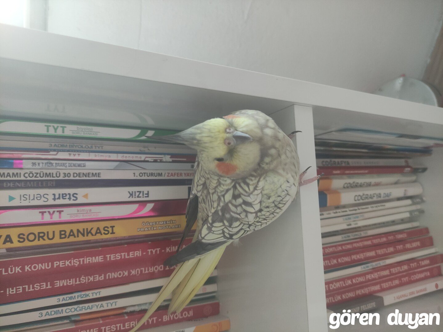 Kayıp Papağan (02.09.2026)