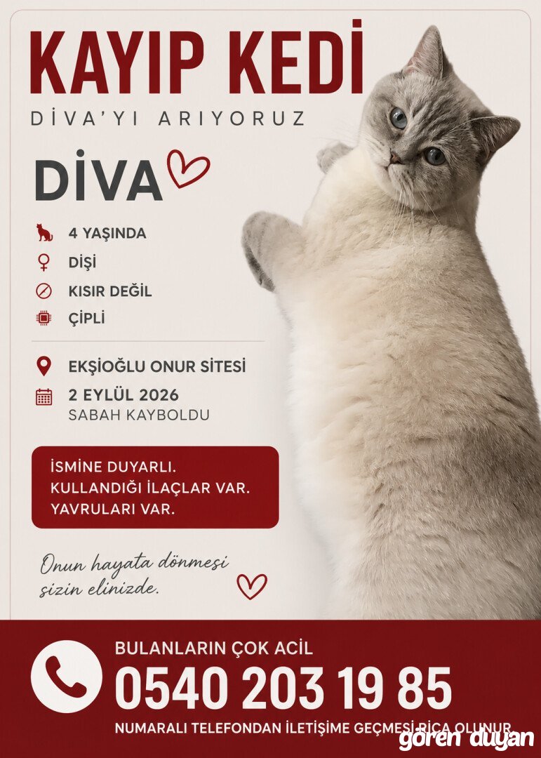 Kayıp Kedi - Çekmeköy İstanbul