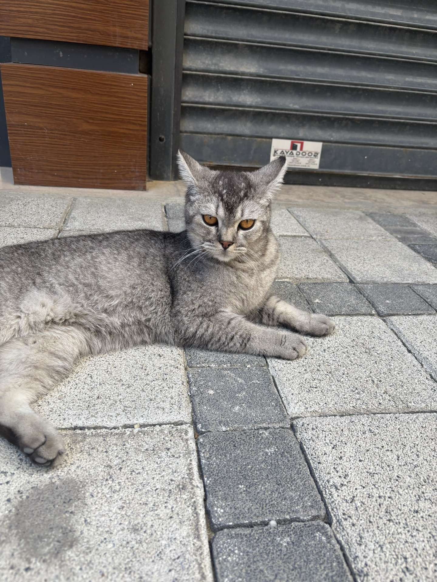 Esenler kayıp kedi sahibi aranıyor