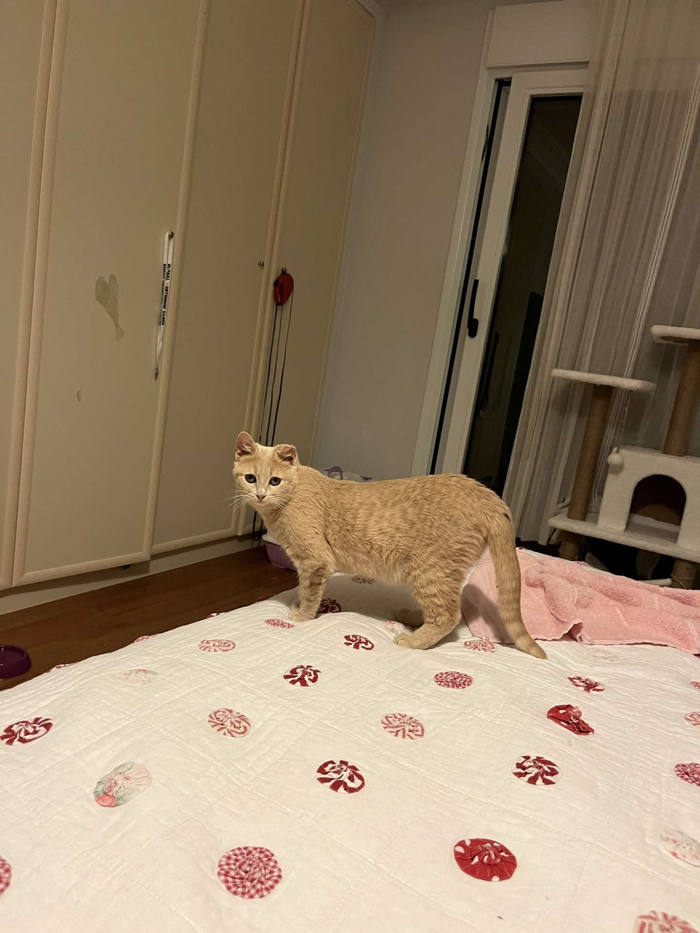 Urla bademler kayıp kedi