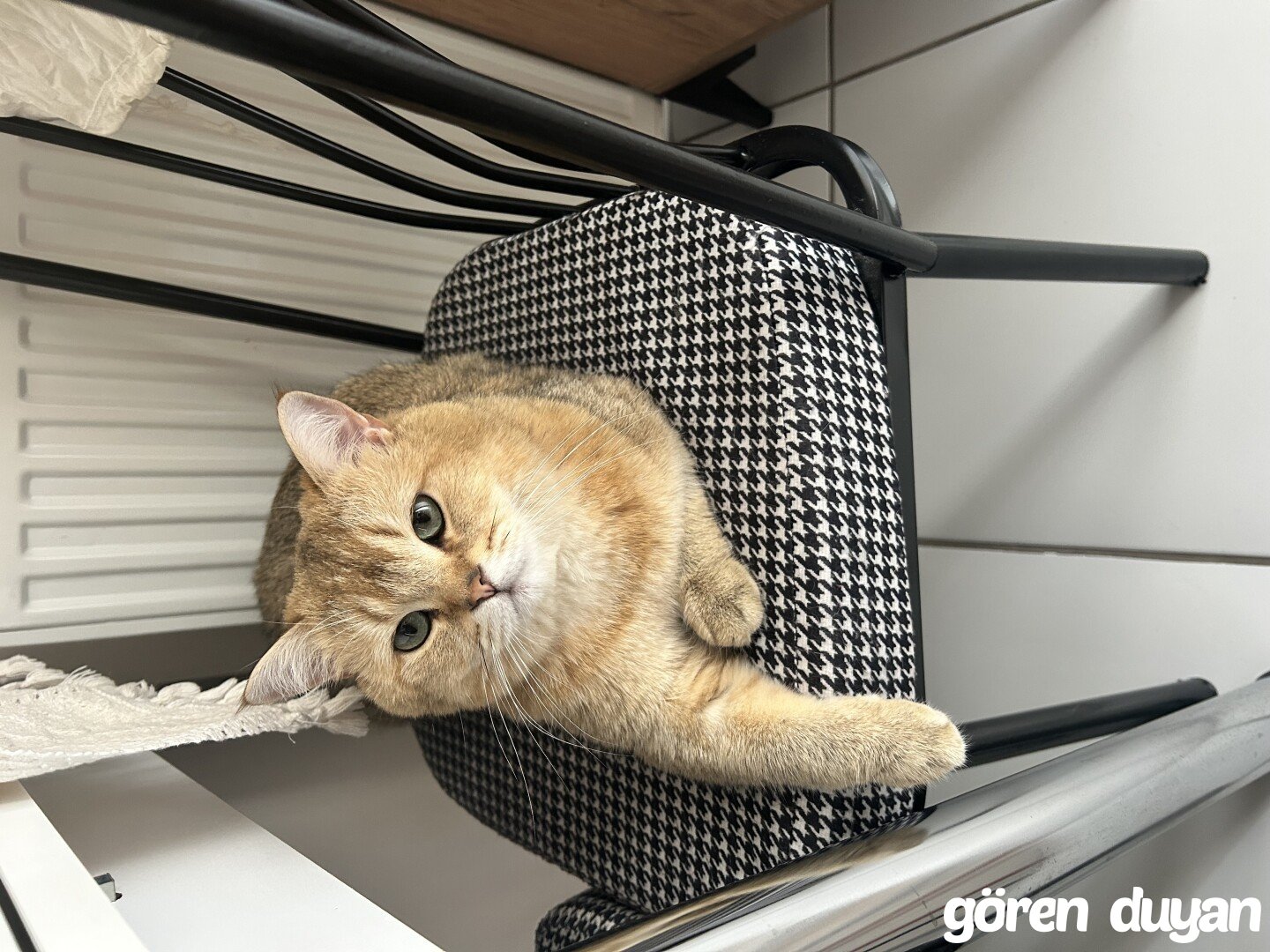 Kayıp kedi