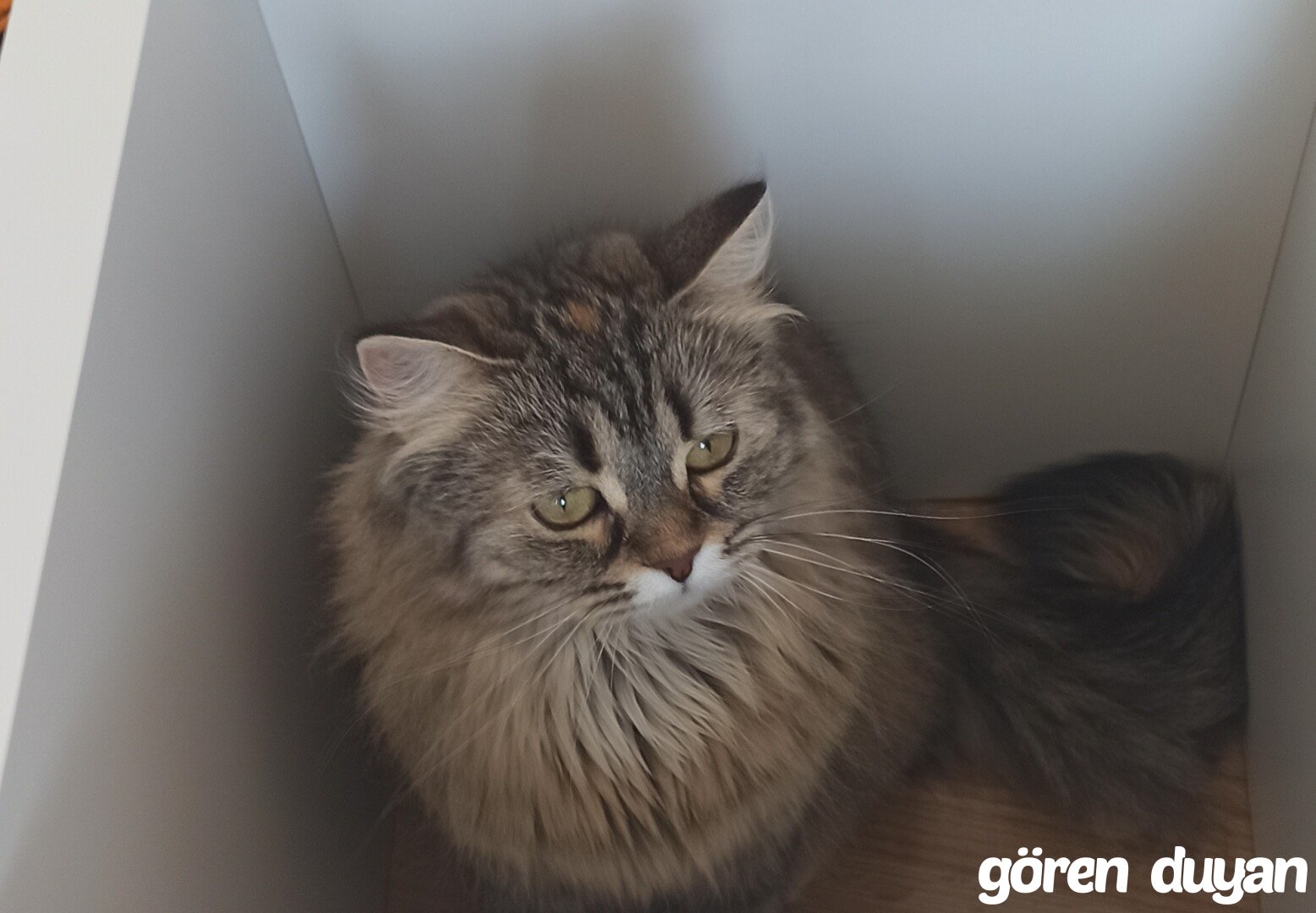 Kayip kedi Ankara'da Bağlıca Mahallesi