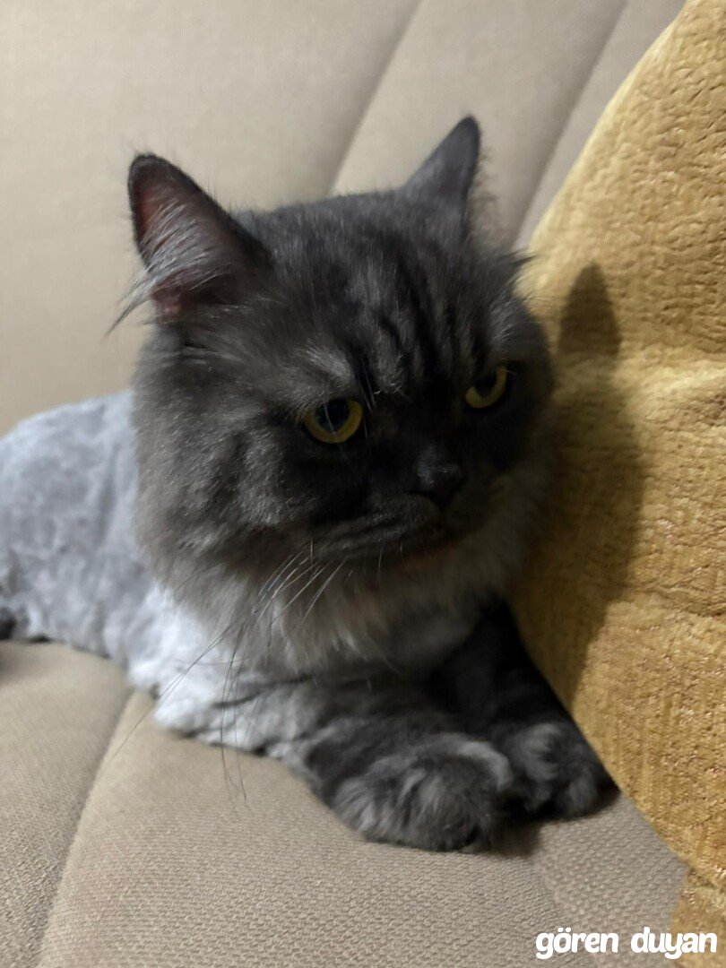 Bağcılar kayıp kedi