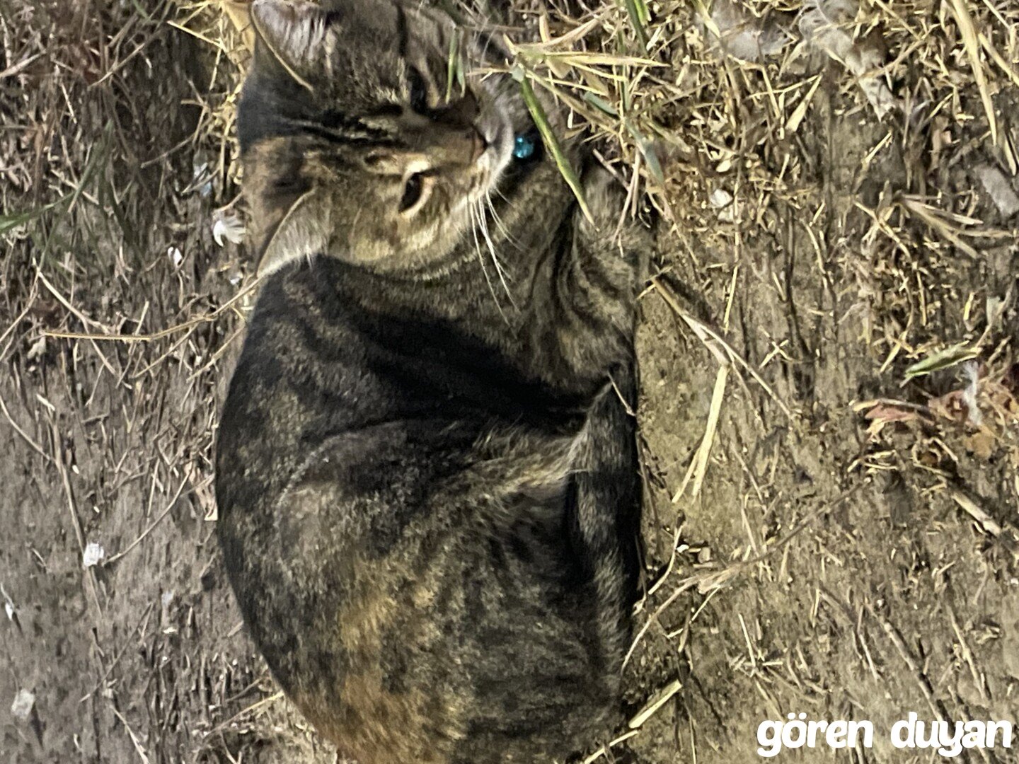 Kayıp Kedi Çerkezköy