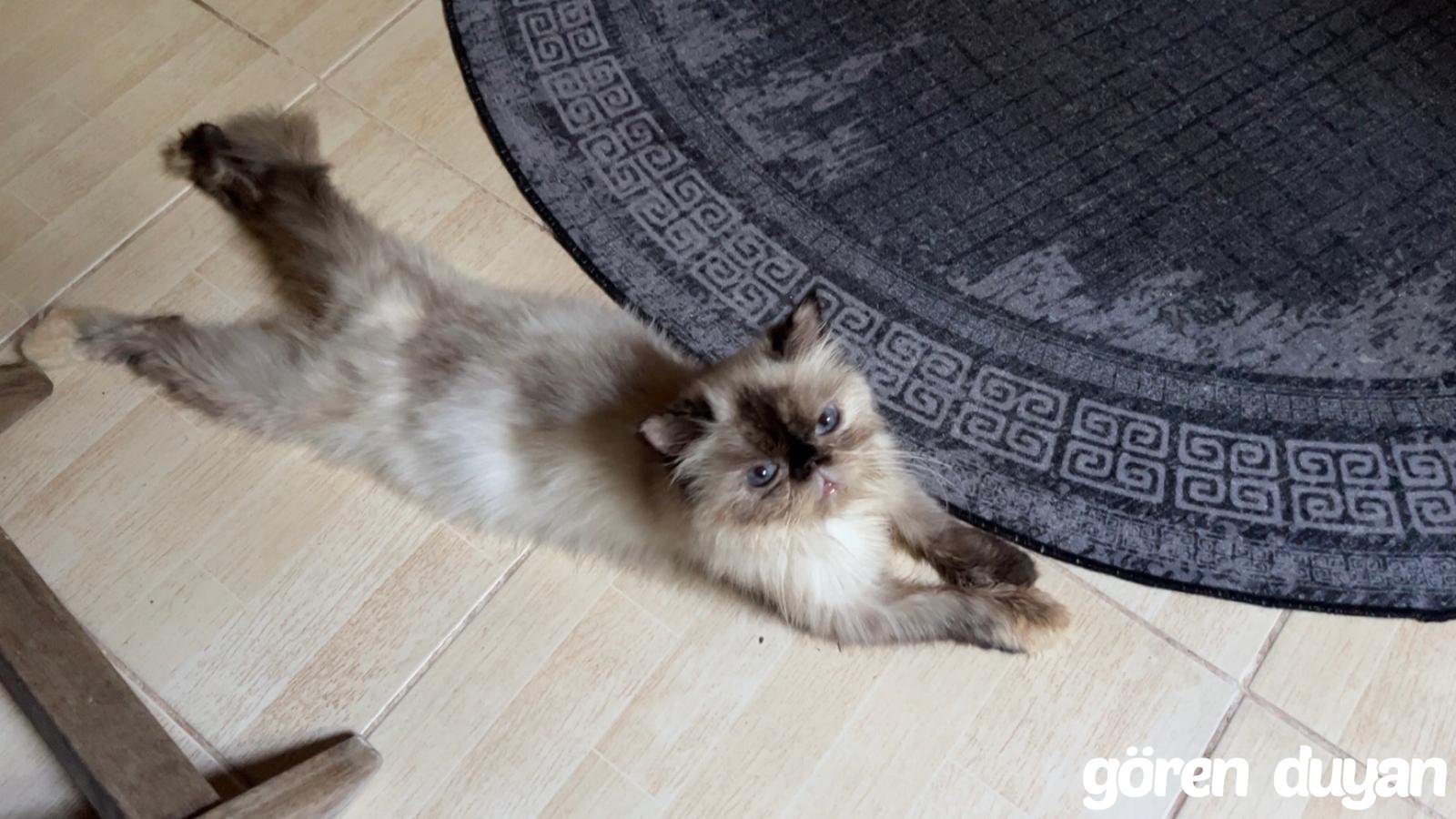 KAYIP KEDİ NİSAN