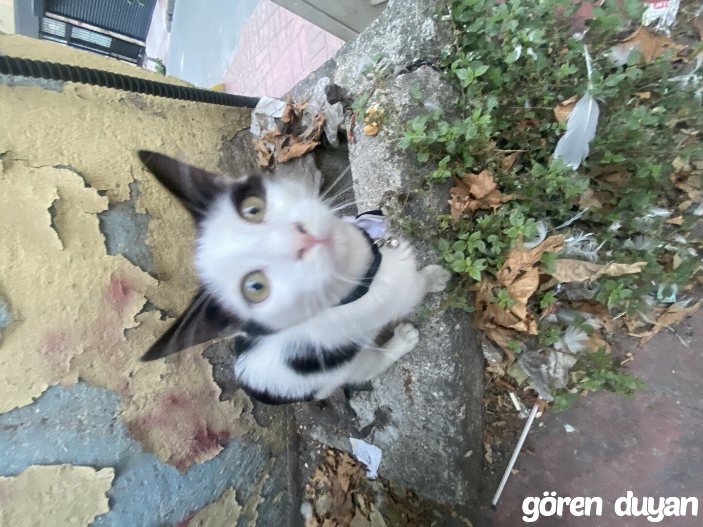 Papyonlu Kayıp Kedi
