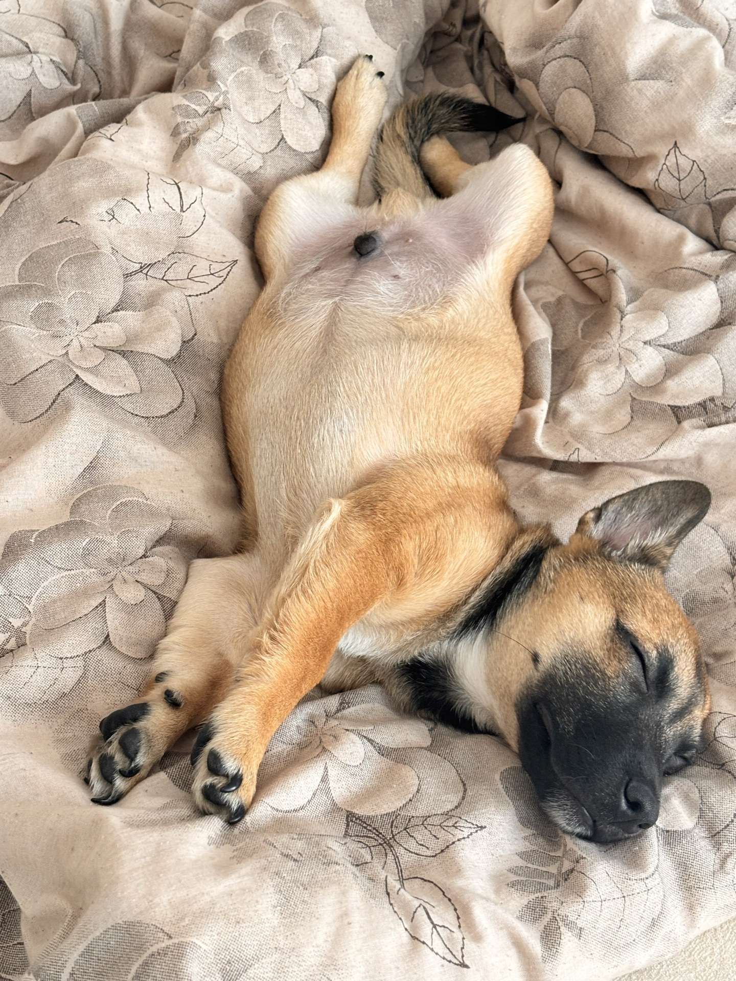 Kayıp köpek istanbul ümraniye parseller mahallesi
