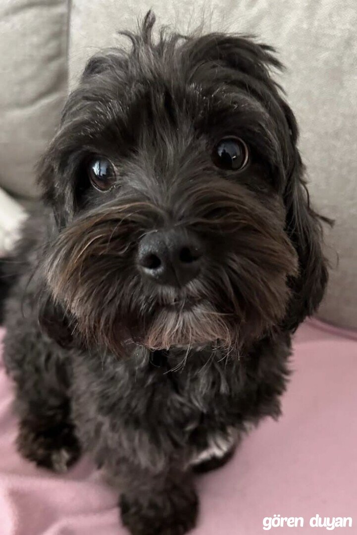 Yalı Mahallesi Çevresinde Dolaşan Kayıp Köpek
