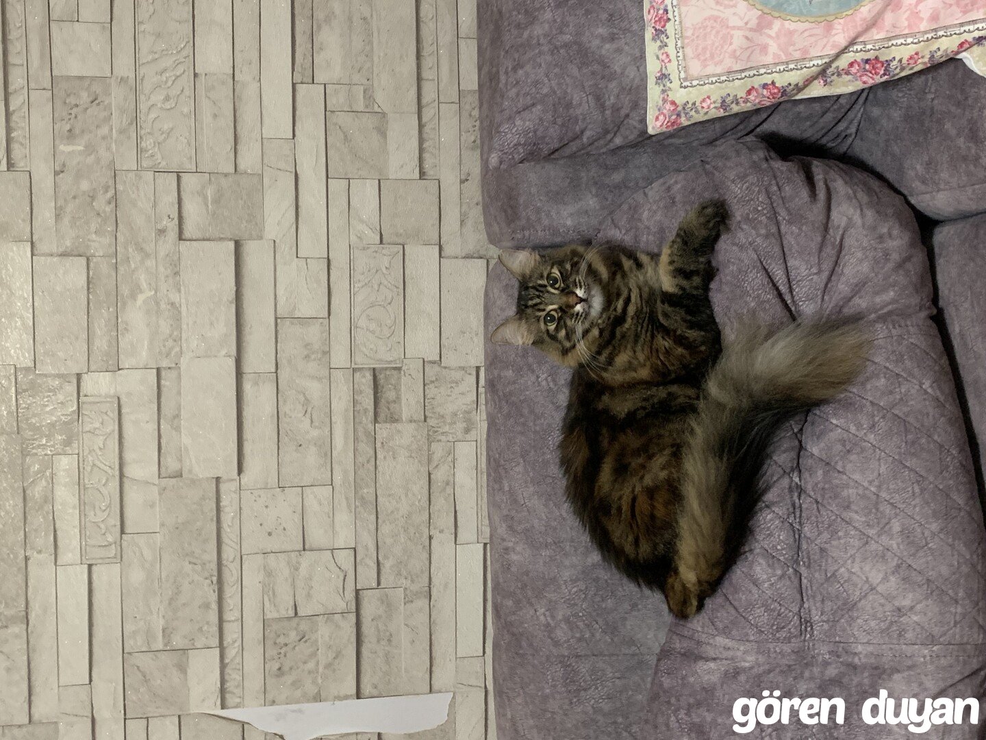 Çengelköy kayıp kedi!