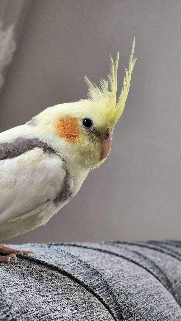 kayıp sultan papağanı