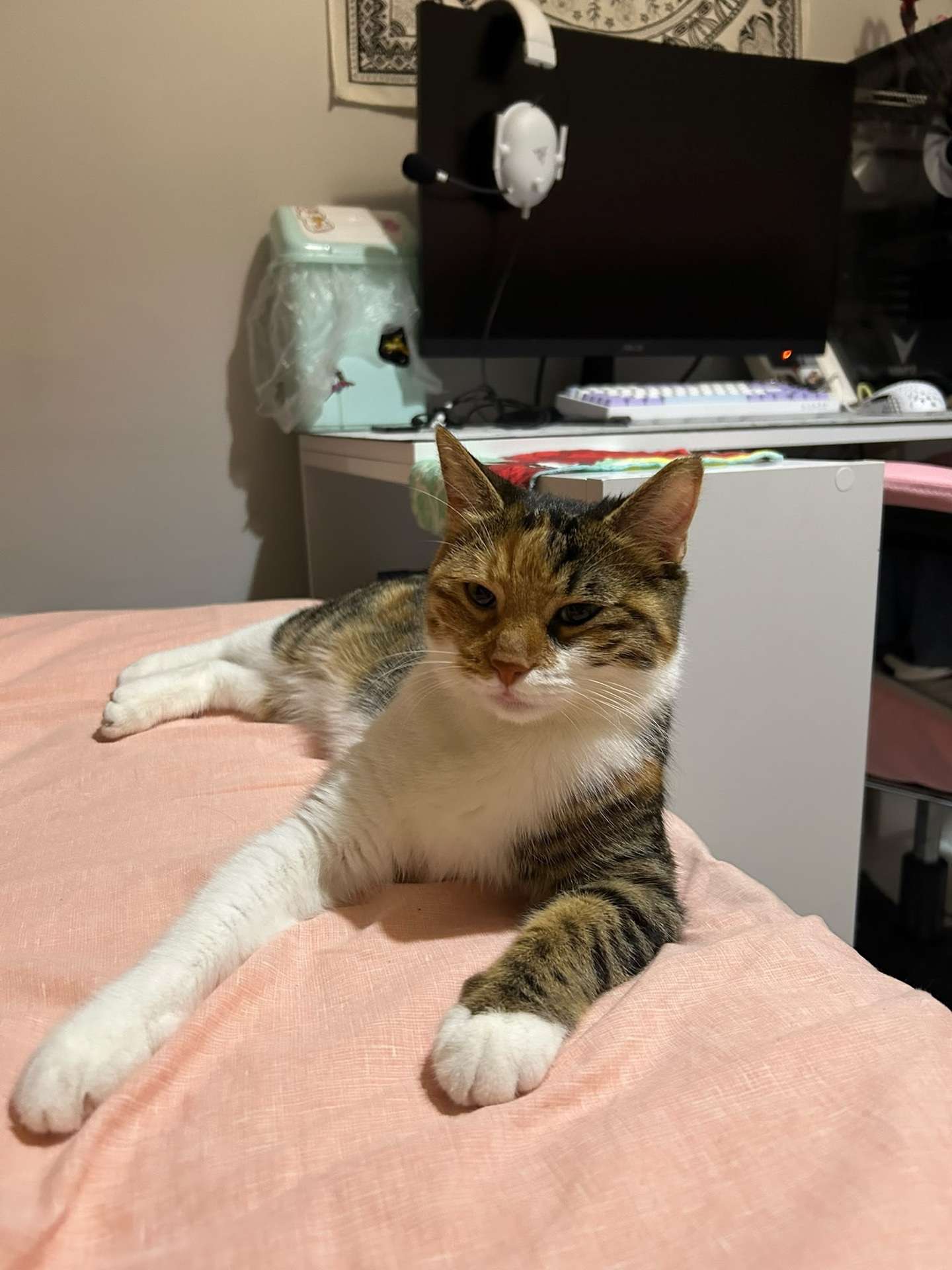 ANKARA BATIKENT KARDELEN MAHALESİ KAYIP KEDİ