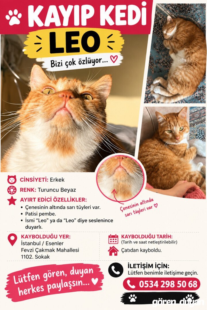 KAYIP KEDİ ESENLER