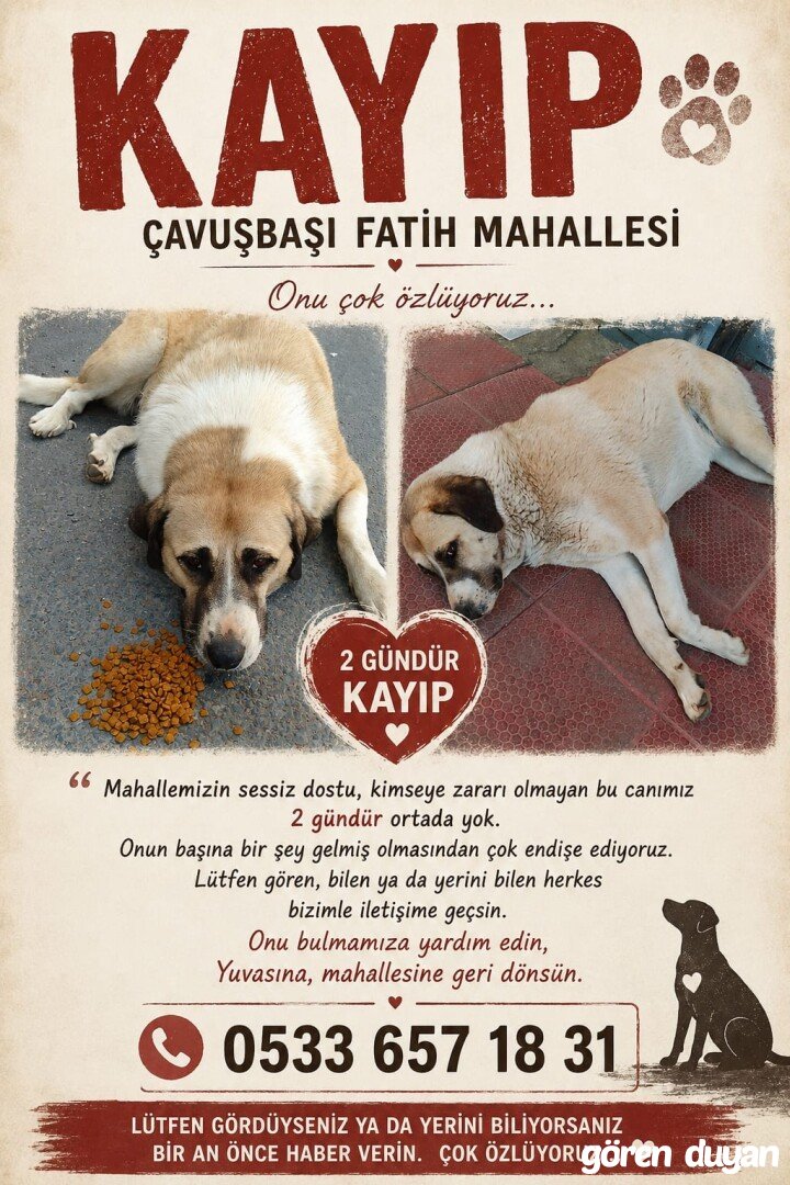 Kayıp Köpek Çavuşbaşı Fatih Mahallesi