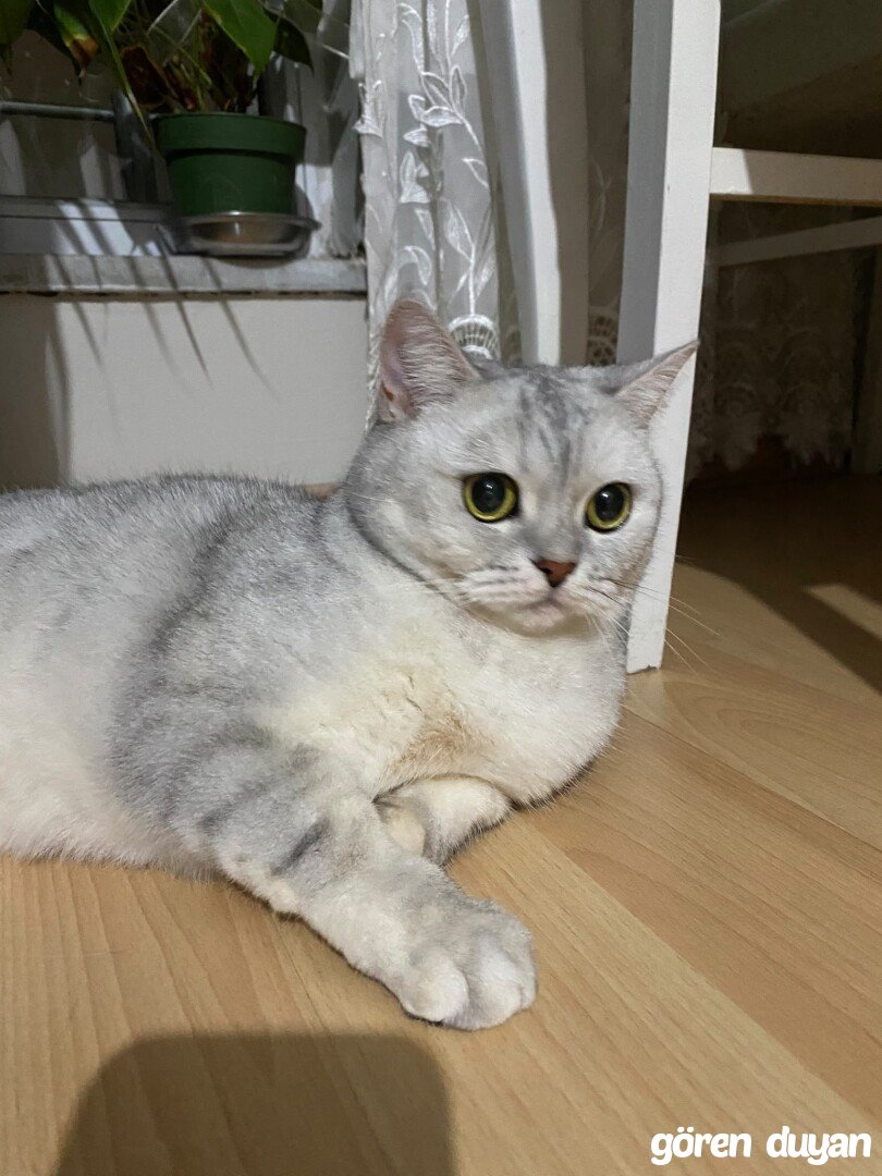KAYIP KEDİ-ÇERKEZKÖY