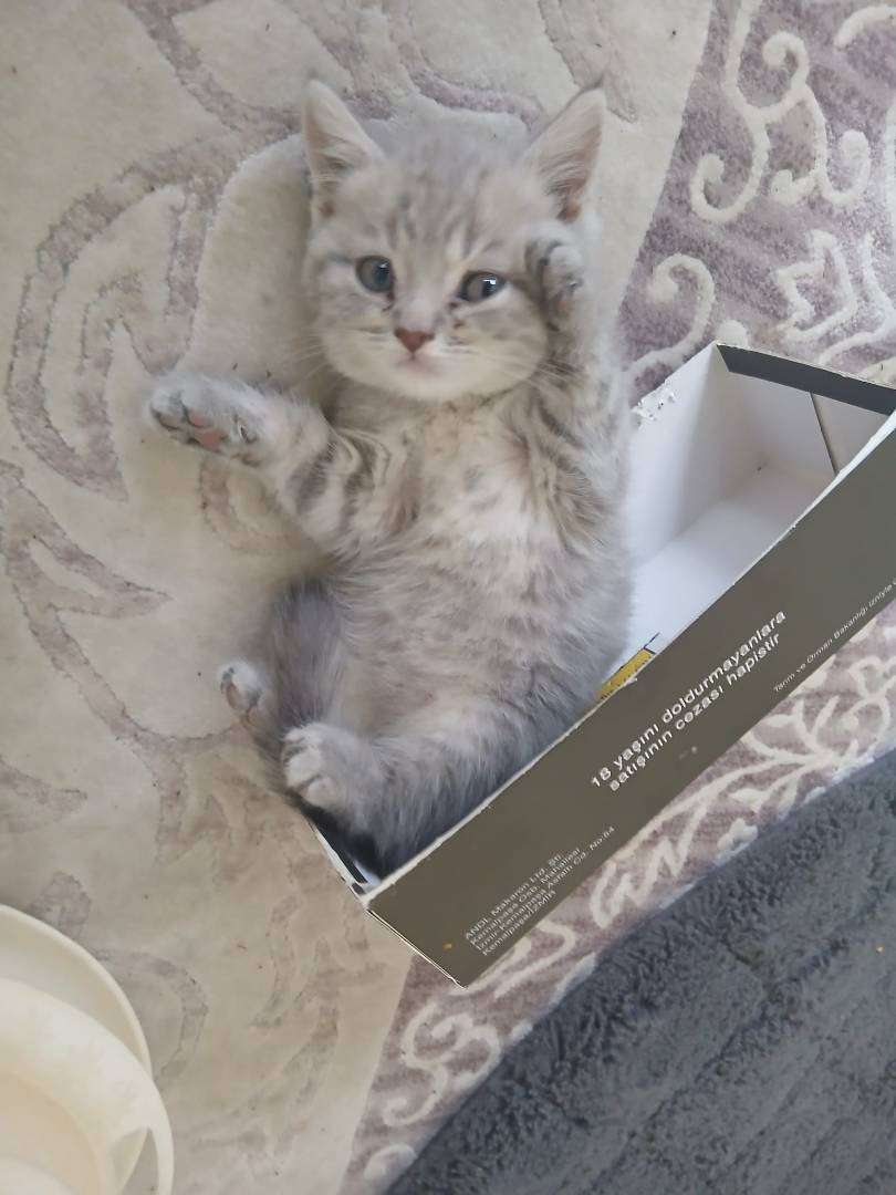 Bulam Kişiye para ödülü mevcut! KAYIP KEDİM 9165 SOK reis mah no 55 yeşilyurt karabağlar adresinde kaybolmustur