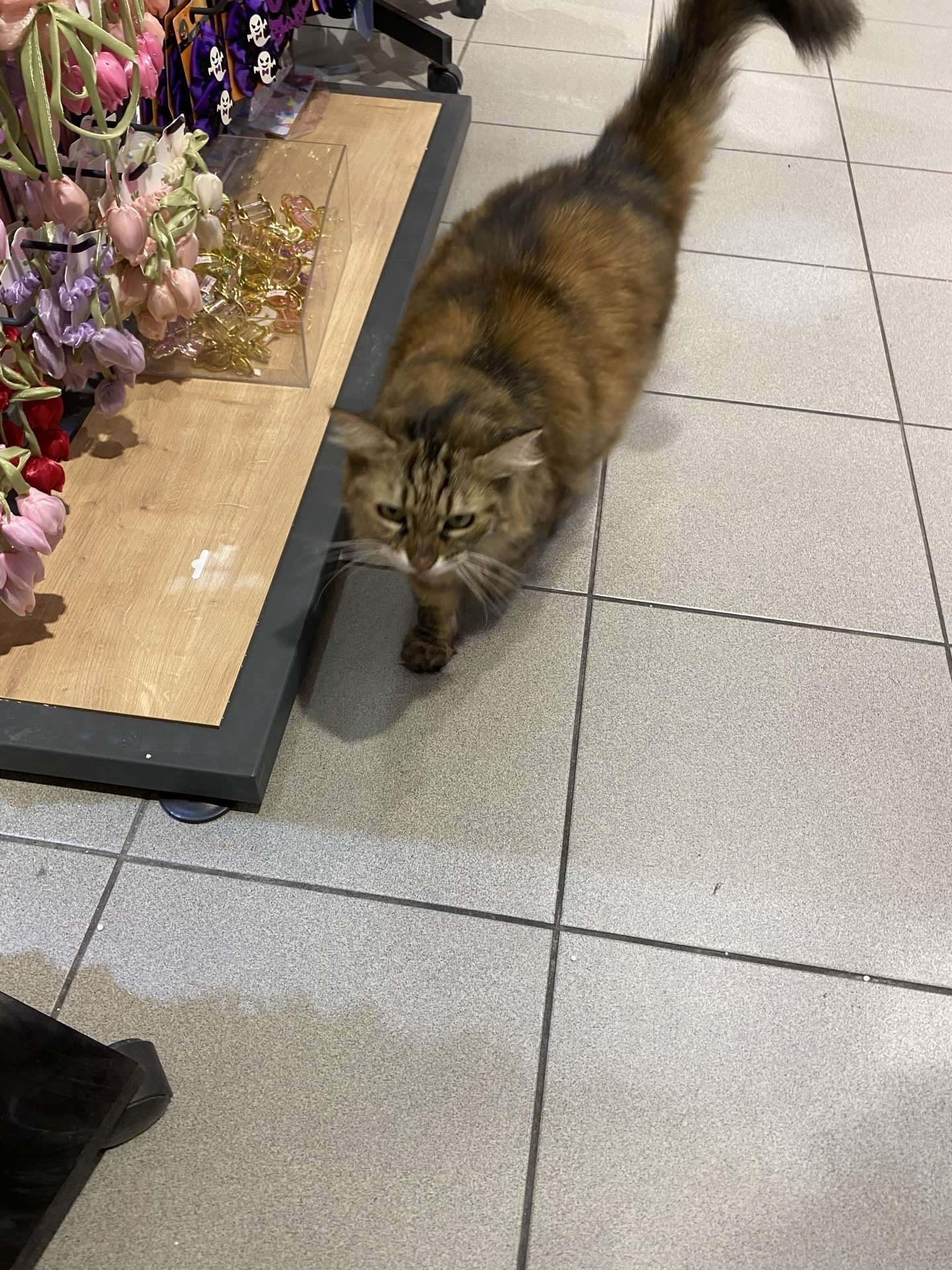 Kayıp kedi