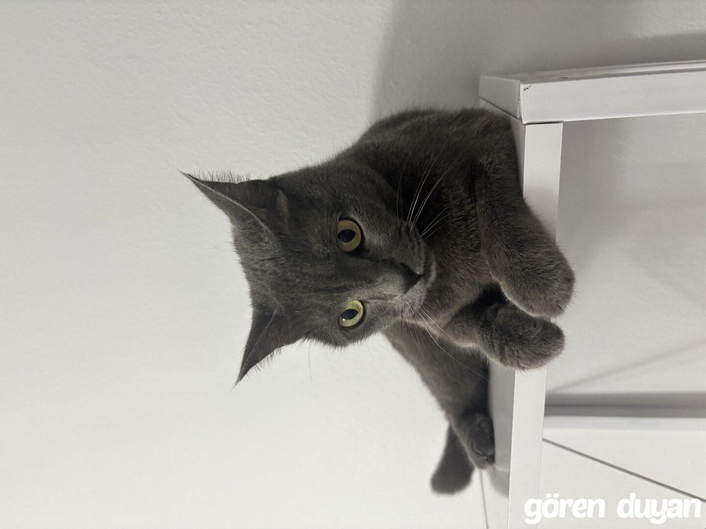 Bağcılar 42 evler kayıp kedi
