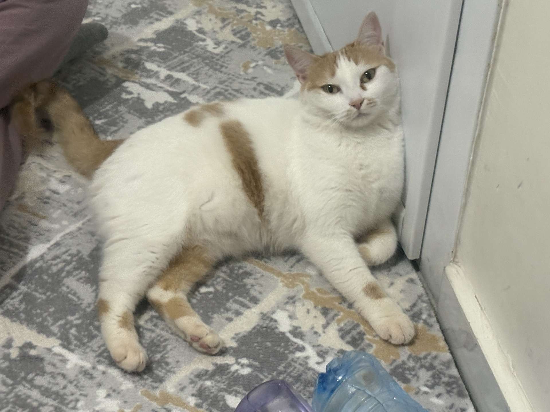 Kayıp kedi