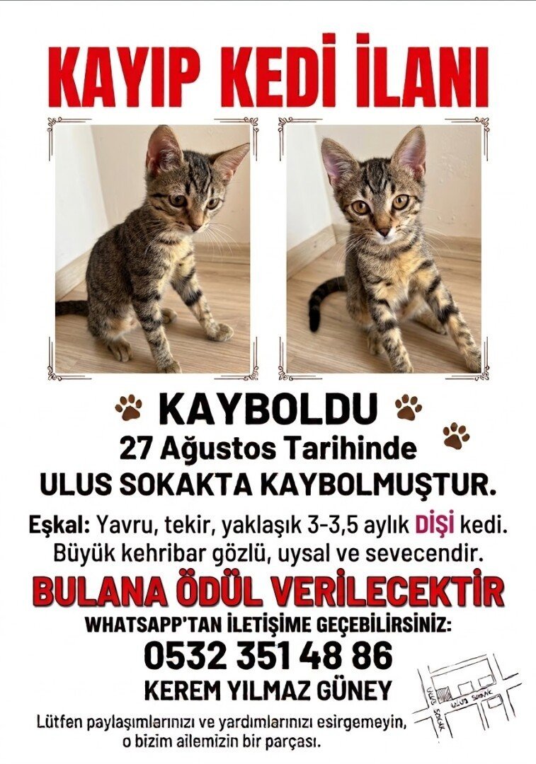 Bayrampaşa'da 4 Aylık Uysal Dişi Yavru Kedimiz Kayboldu! (Ödüllü)