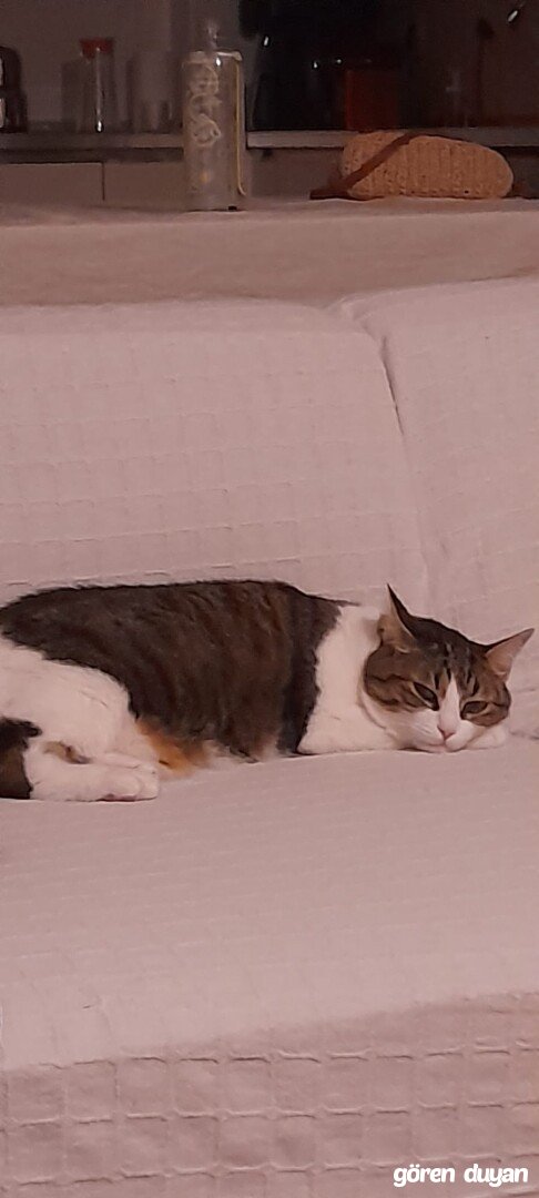 Ataşehir kayıp kedi