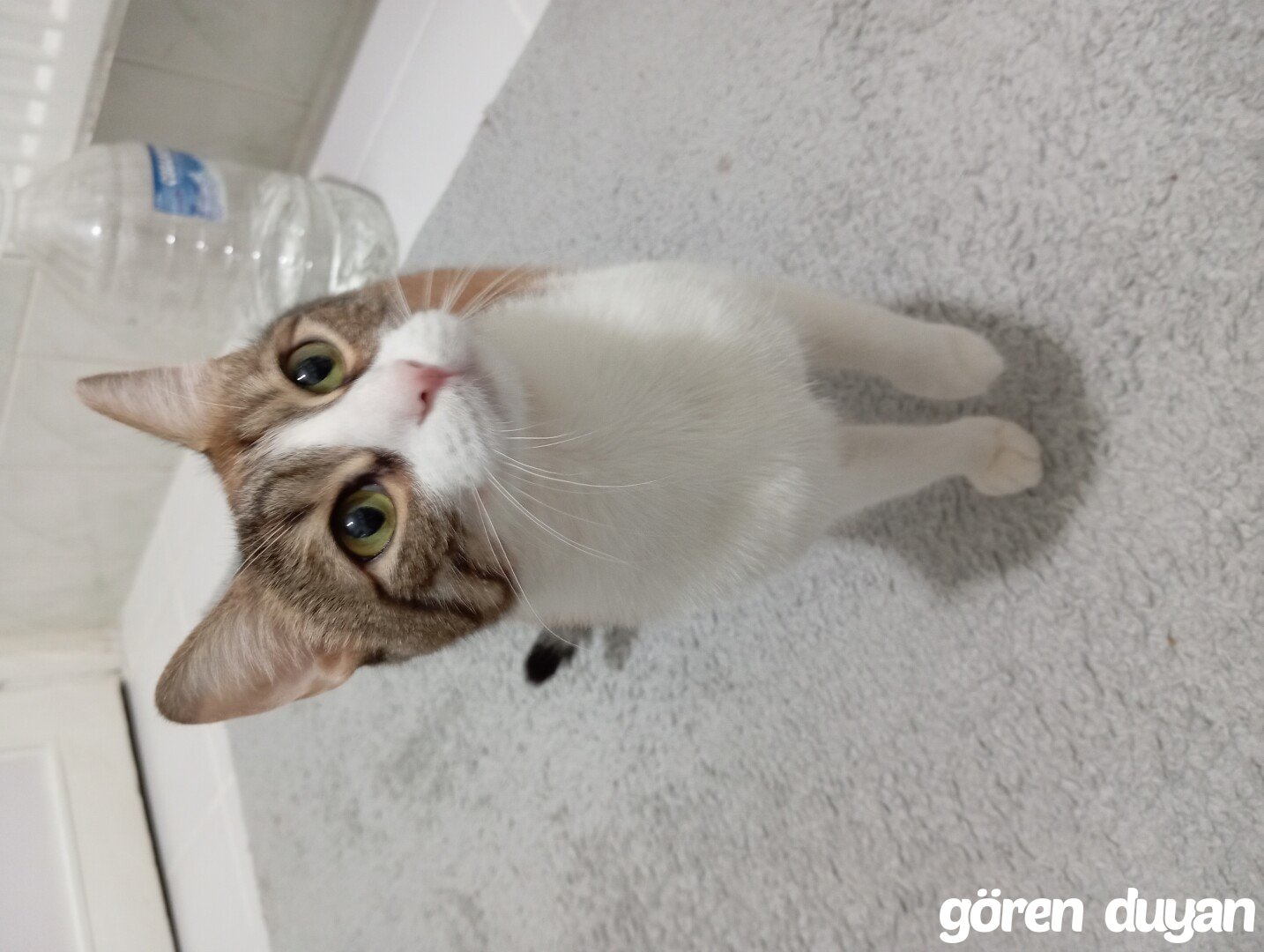 Kayıp kedi esenler