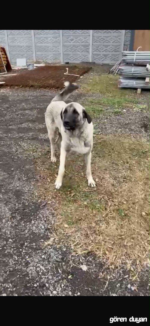 Kayıp köpek ömerli