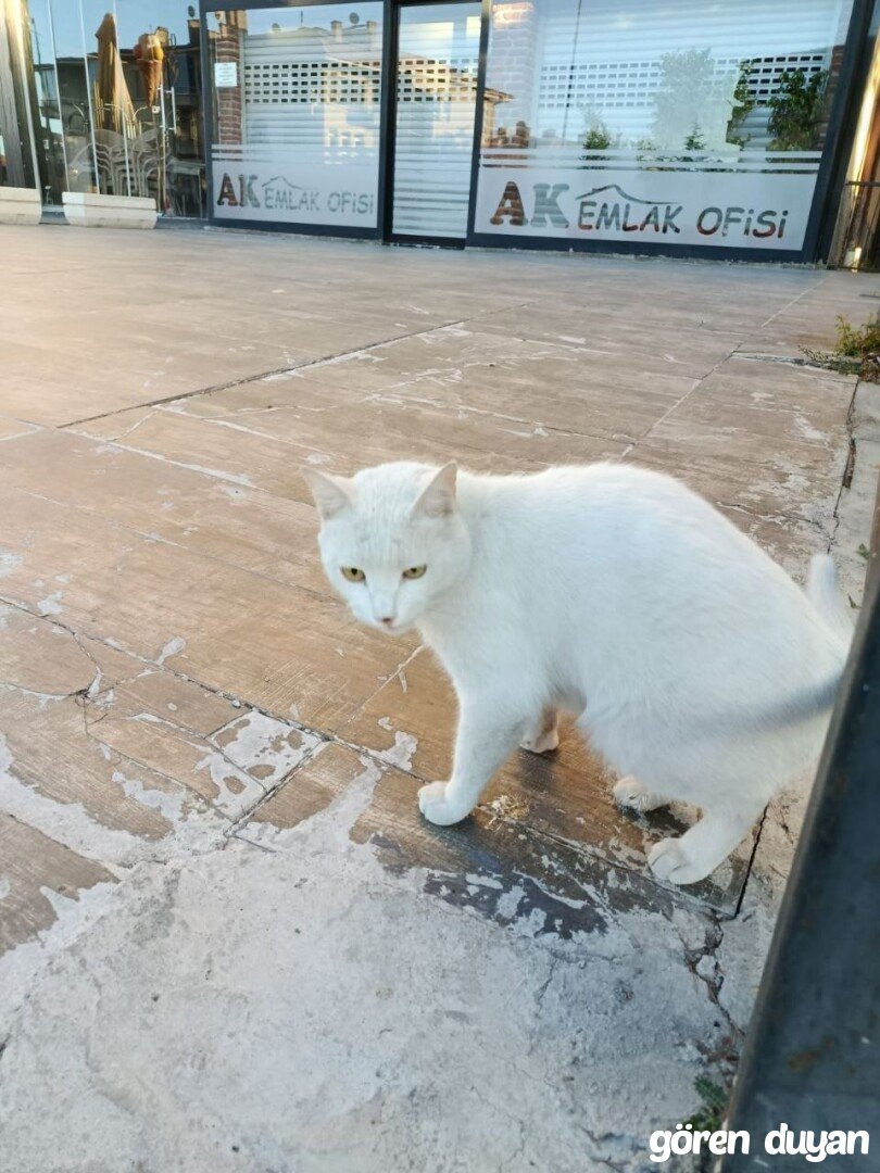Ankara kar beyazı kedi