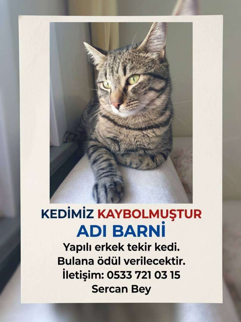 Ankara Abidinpaşa Kurucu sokak kayıp Tekir cins kedi