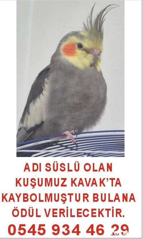 Papağan